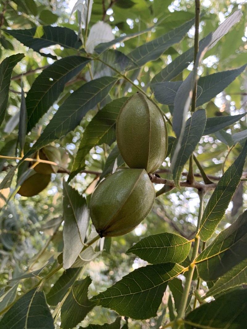 山东碧根果苗木优质品种