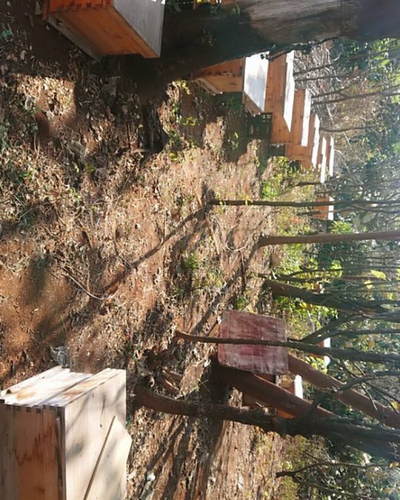 中蜂蜂蜜百花蜜土养蜂蜜