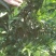 【热卖】纽荷尔脐橙苗/卡拉红肉脐橙苗地苗/杯苗假一赔百