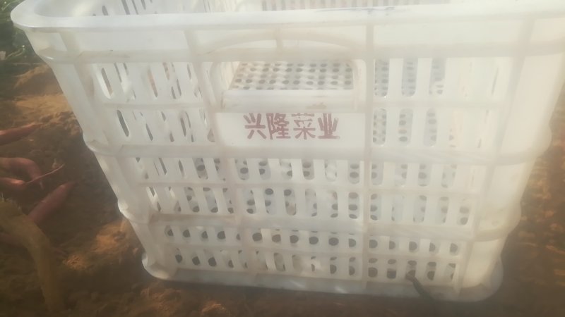 龙兴薯业山地西瓜红，常年供货，量大价优！！！！