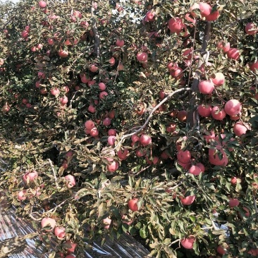 现货35万斤！寒富士苹果，最后4张图片视频，现货成件走