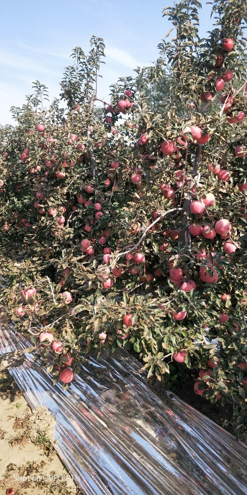 现货35万斤！寒富士苹果，最后4张图片视频，现货成件走