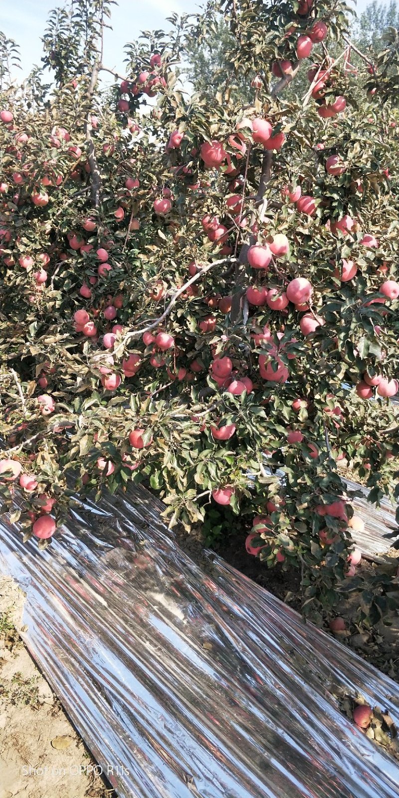 现货35万斤！寒富士苹果，最后4张图片视频，现货成件走