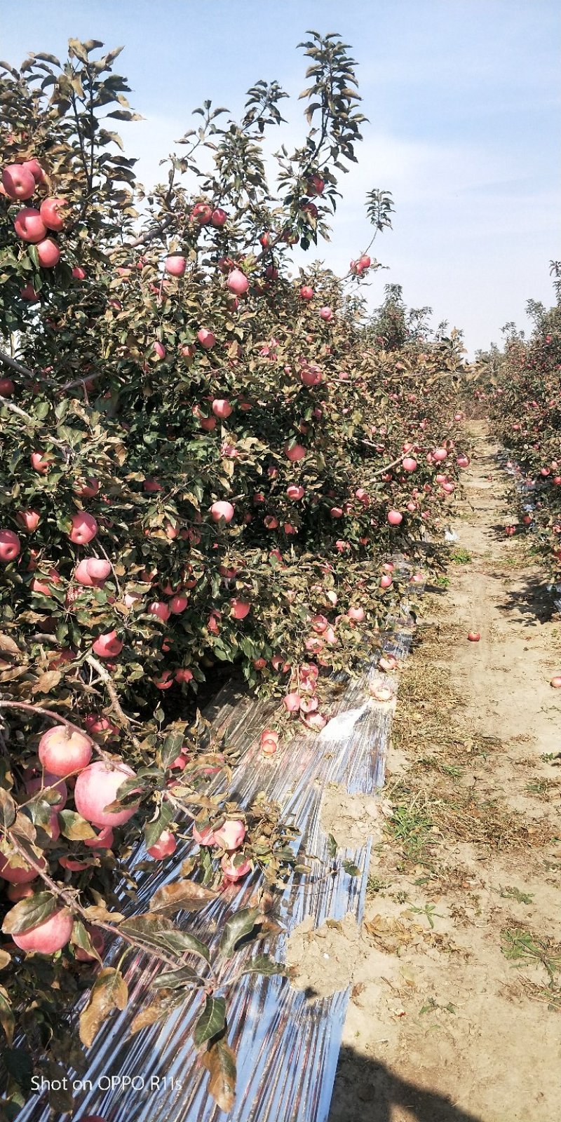 现货35万斤！寒富士苹果，最后4张图片视频，现货成件走