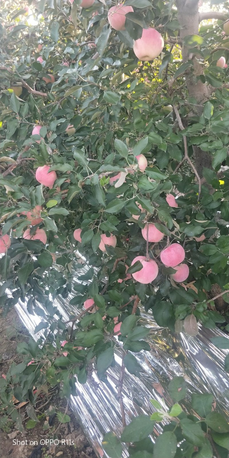 现货35万斤！寒富士苹果，最后4张图片视频，现货成件走