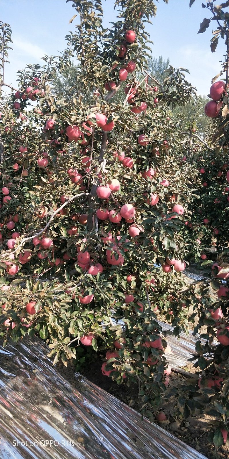 现货35万斤！寒富士苹果，最后4张图片视频，现货成件走