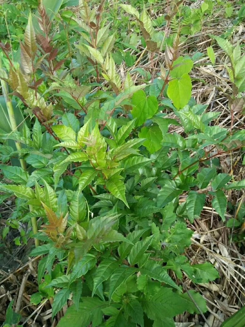 藤茶