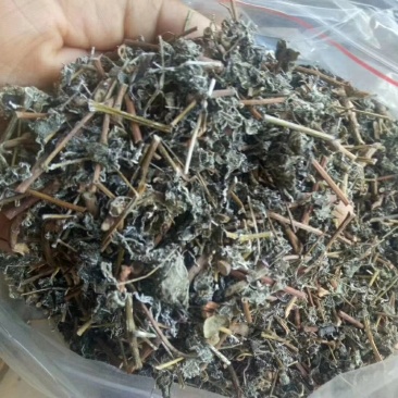 藤茶