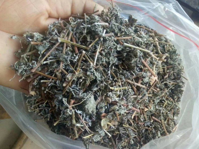 藤茶