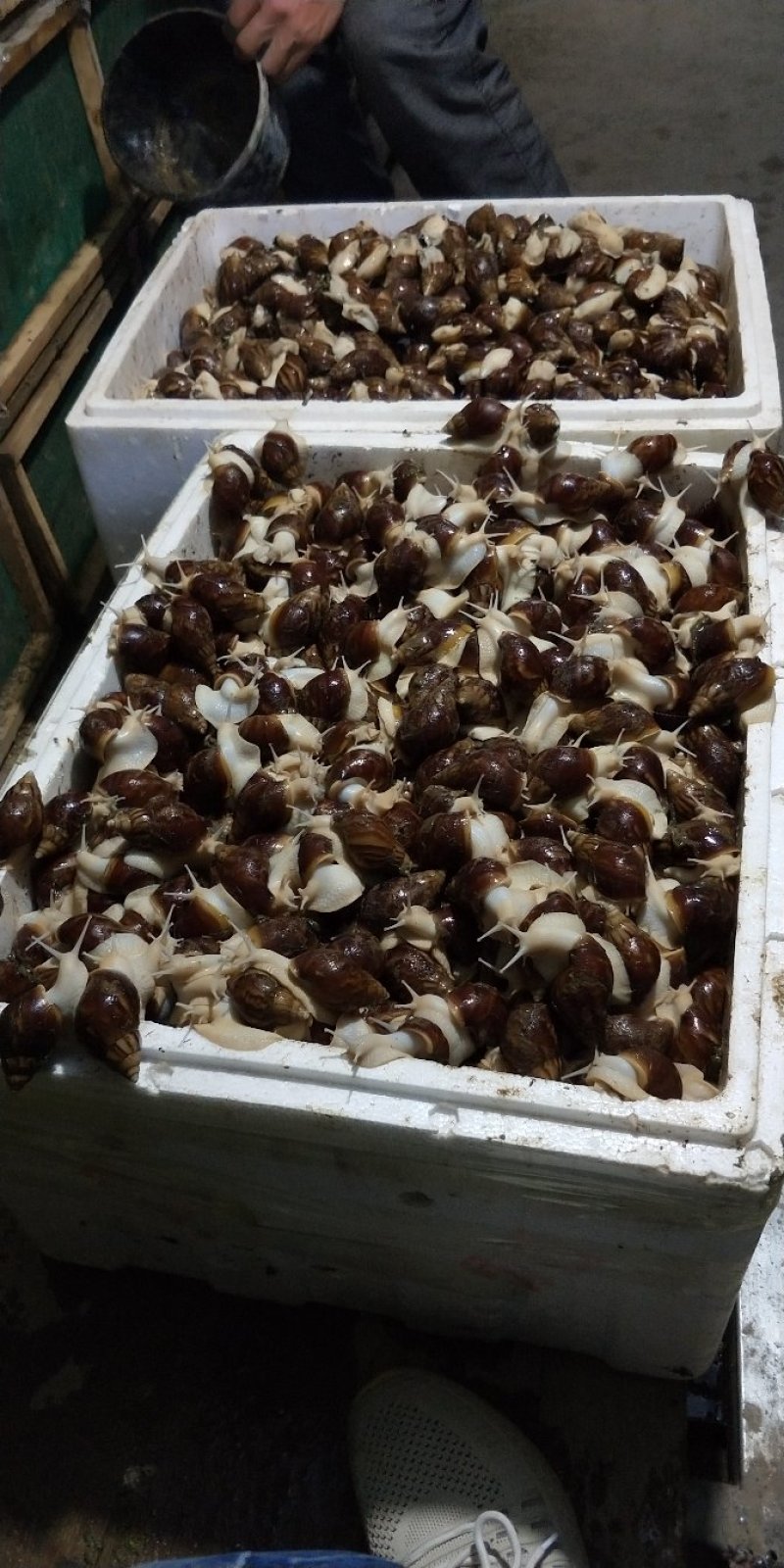世界四大名菜之一，白玉蜗牛。