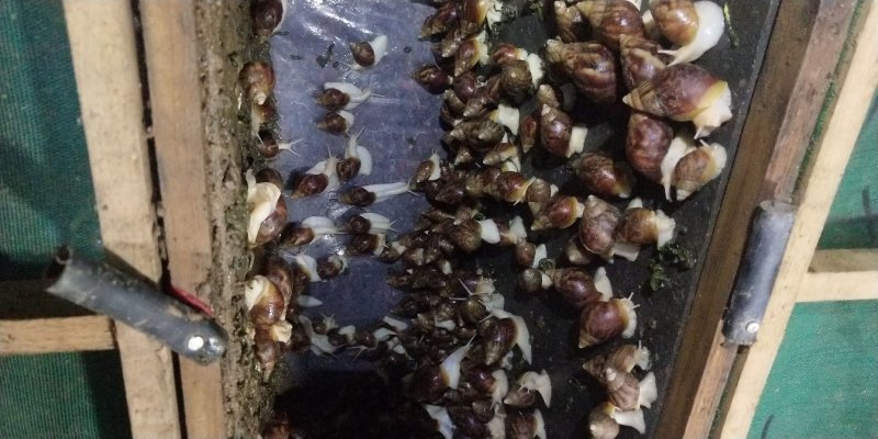 世界四大名菜之一，白玉蜗牛。