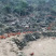 广西大化半野生走地鸡，杂粮喂食，山上放养