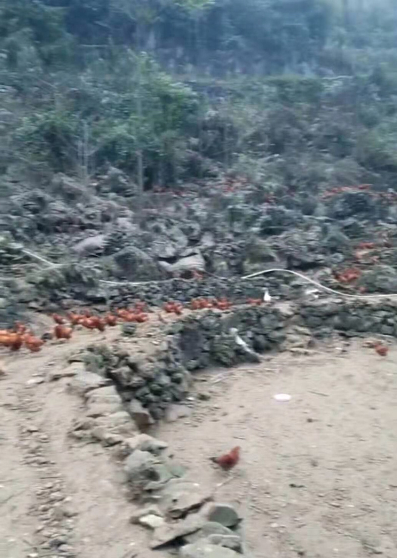 广西大化半野生走地鸡，杂粮喂食，山上放养