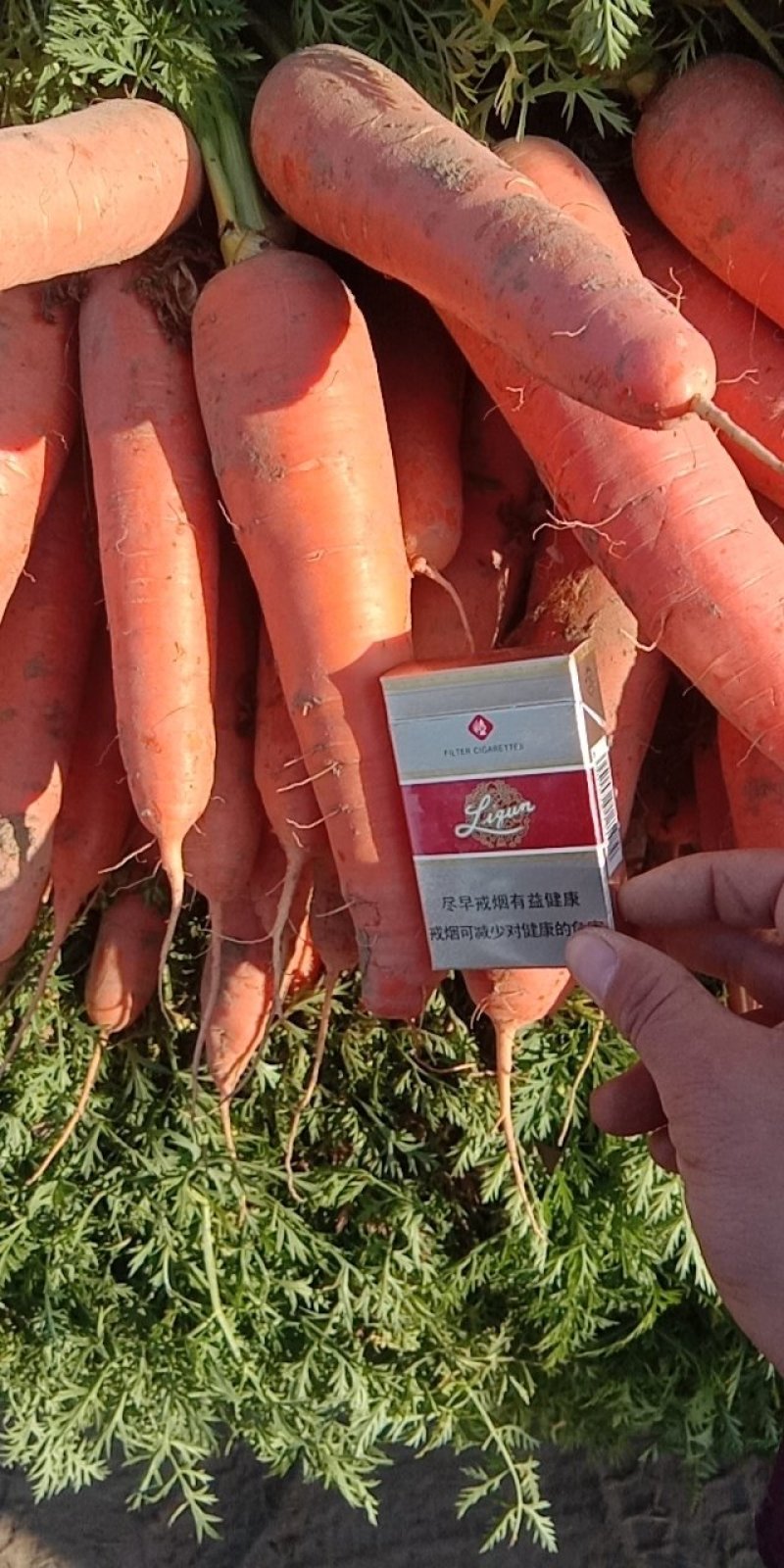 带苗红萝卜，水冼萝卜，产地直发，支持各种规格和包装。