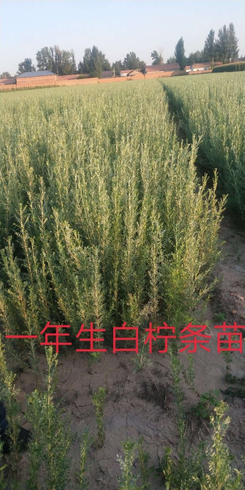 白柠条苗柠条苗产地直供量大