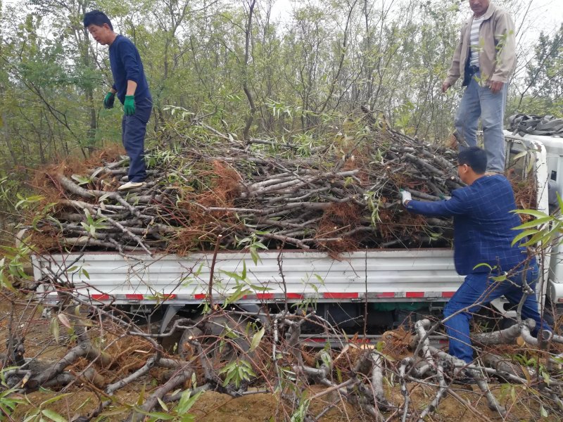 1-3-5-8公分占地桃树苗山东优质占地桃树苗