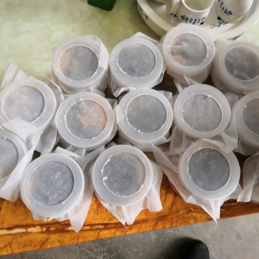 黑水虻虫卵