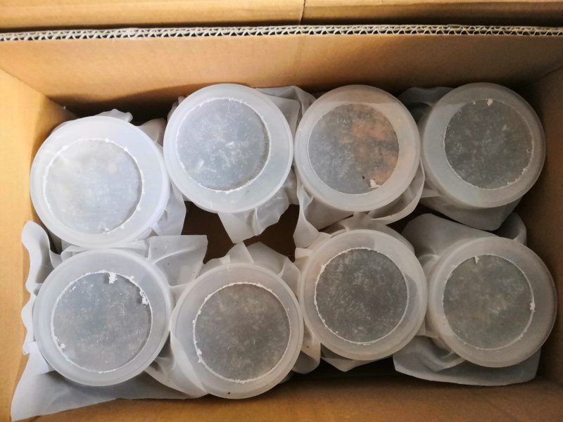 黑水虻虫卵