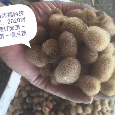 水蛭小苗