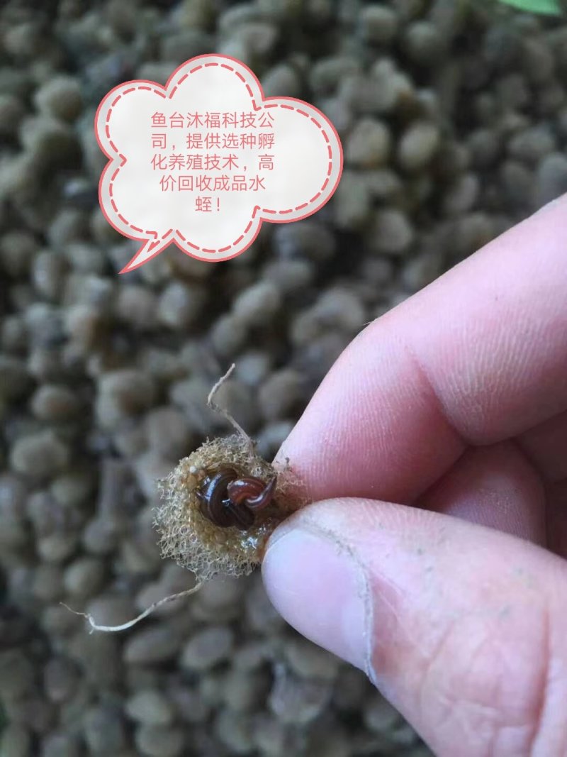 水蛭小苗