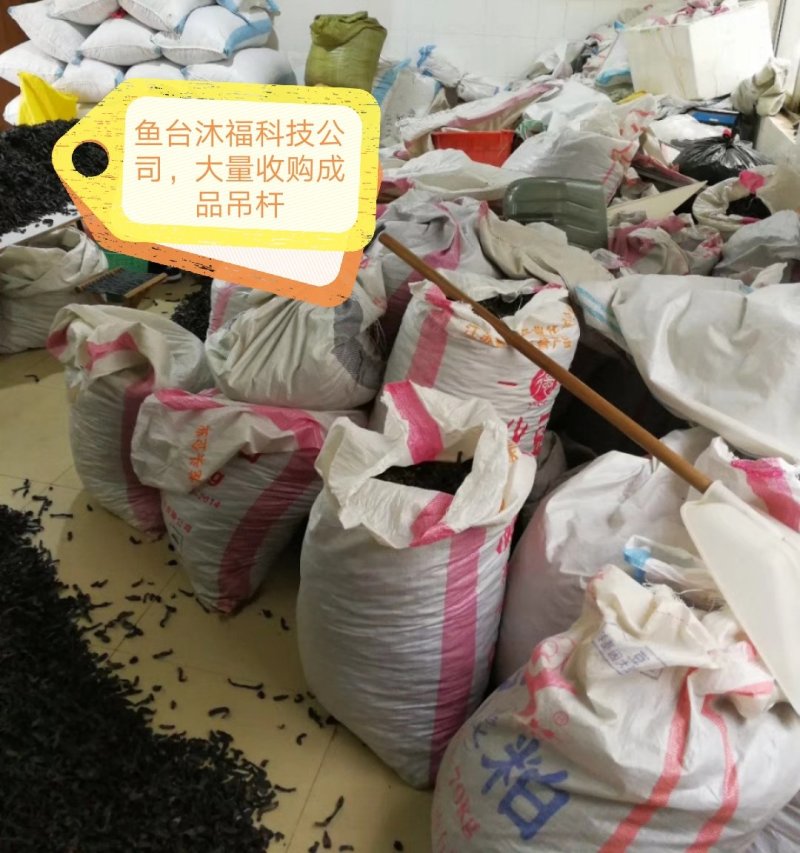 水蛭小苗