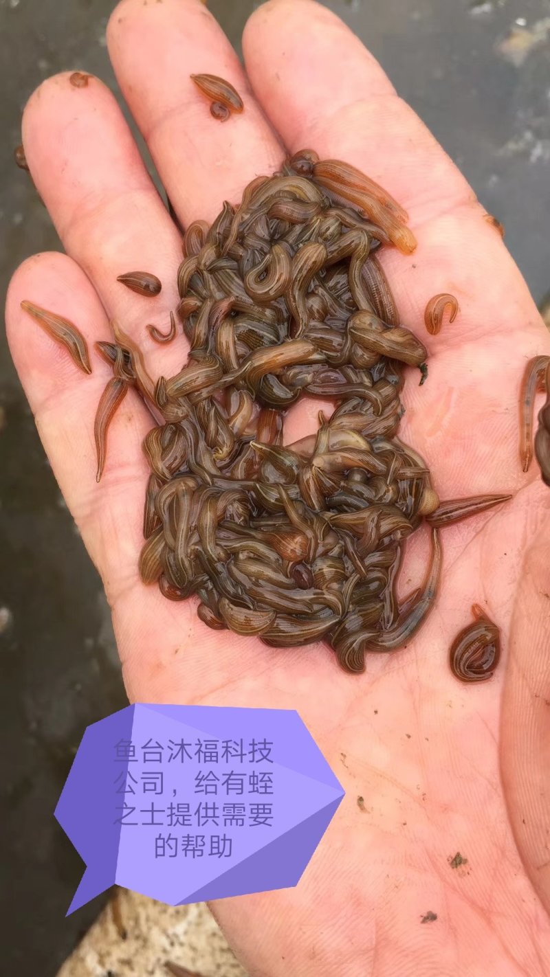 水蛭小苗