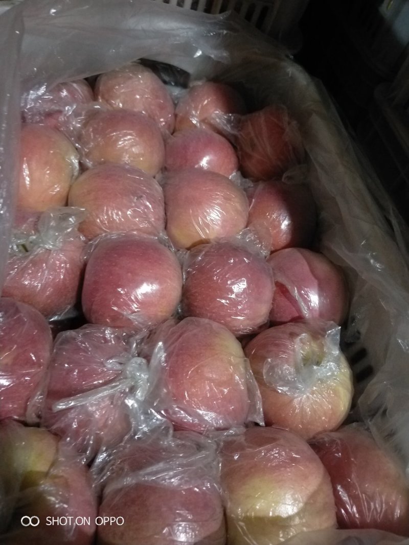 红富士纸加膜和单膜陆地货:全红.肉质黄色.个大