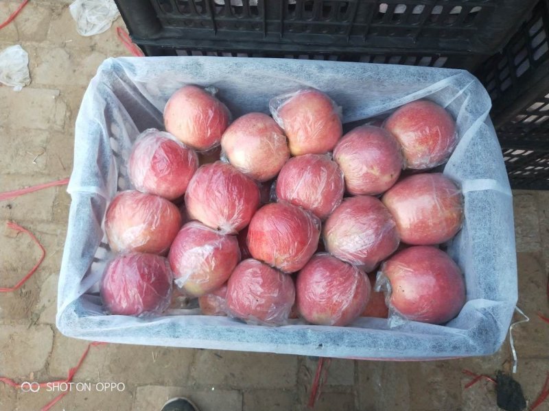 红富士纸加膜和单膜陆地货:全红.肉质黄色.个大
