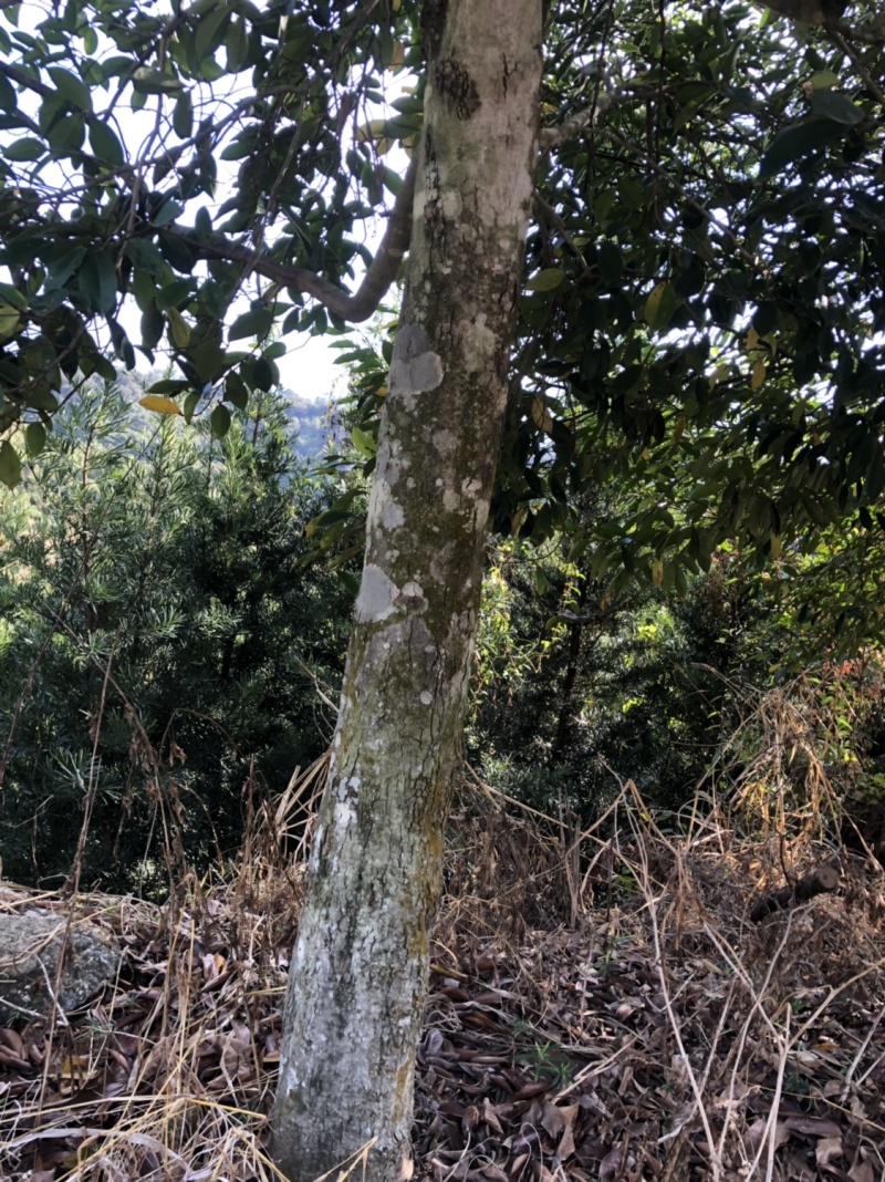 野含笑15分野含笑农户直销便宜