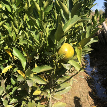 永春芦柑小苗正宗永春芦柑果苗直销