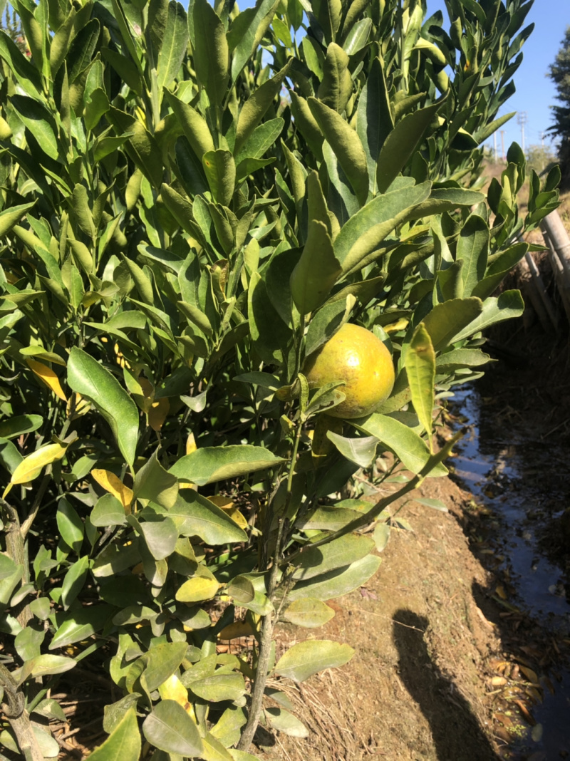 永春芦柑小苗正宗永春芦柑果苗直销