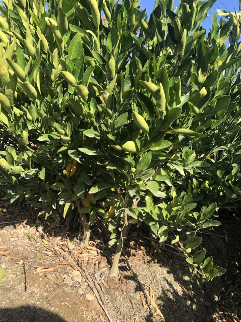 永春芦柑小苗正宗永春芦柑果苗直销