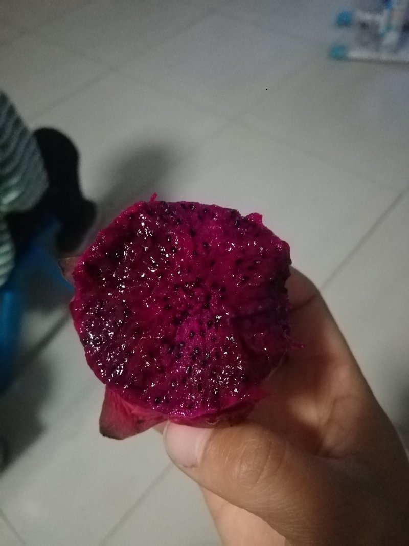 红心火龙果苗优质黄心火龙果苗批发火龙果苗