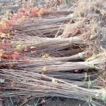 辽宁开原三角枫小苗茶条槭工程苗杯苗繁育基地