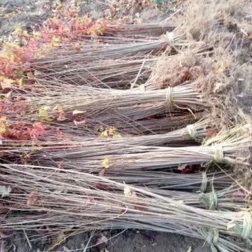 辽宁开原三角枫小苗茶条槭工程苗杯苗繁育基地