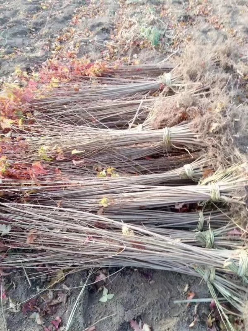 辽宁开原三角枫小苗茶条槭工程苗杯苗繁育基地