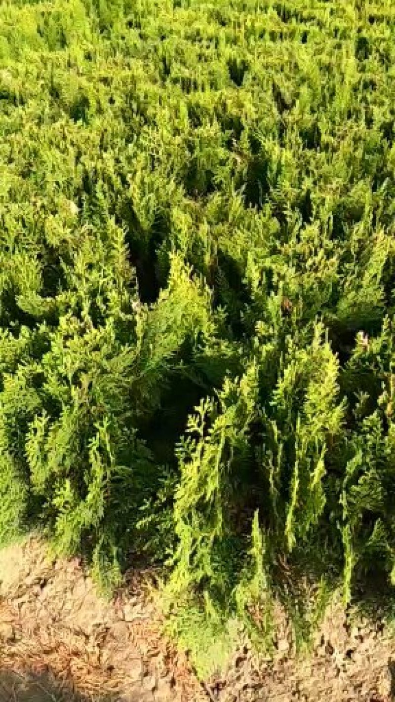 十大功劳狭叶十大功劳树苗高40公公苗木基地批发直销