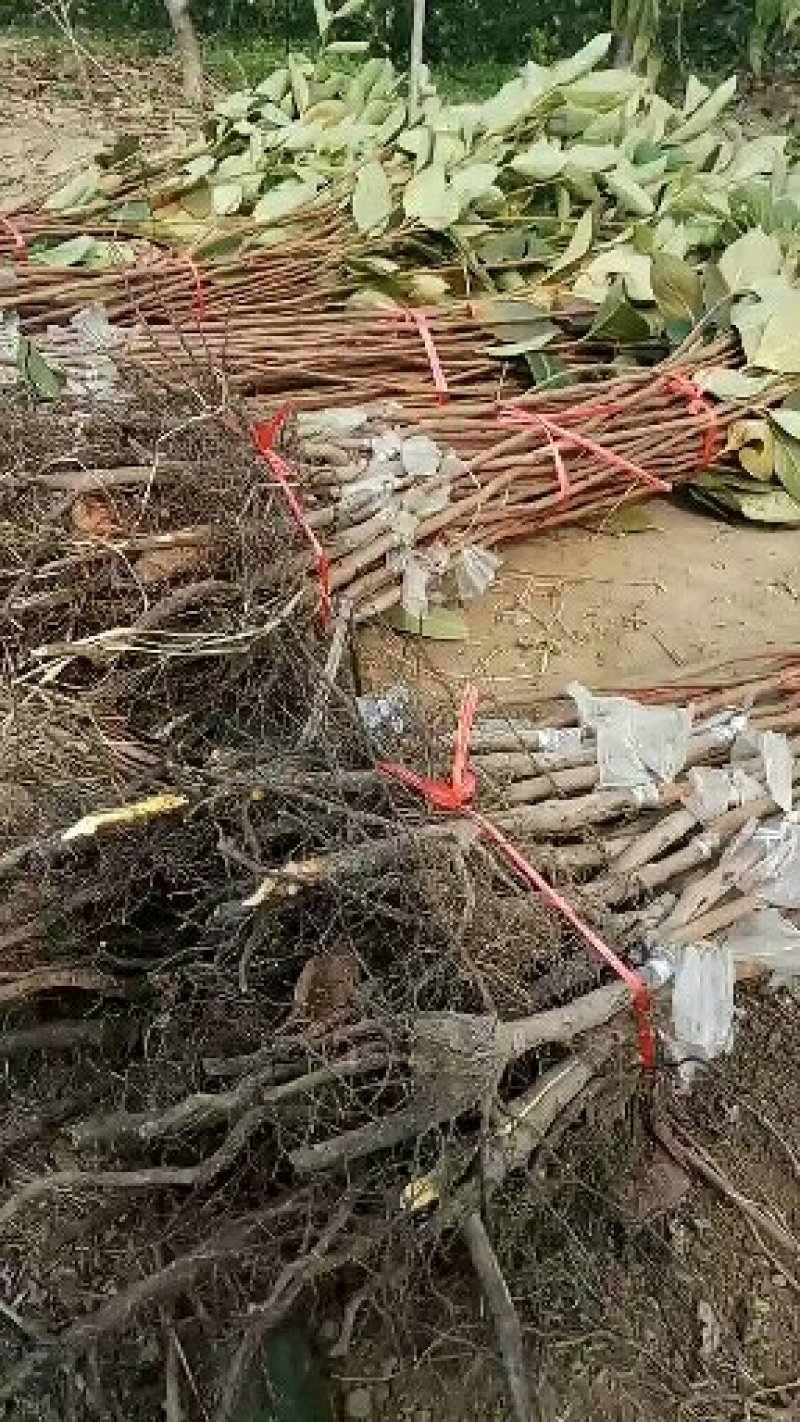 柿子苗，可实地考察订苗，产地直供，支持线上保证交易
