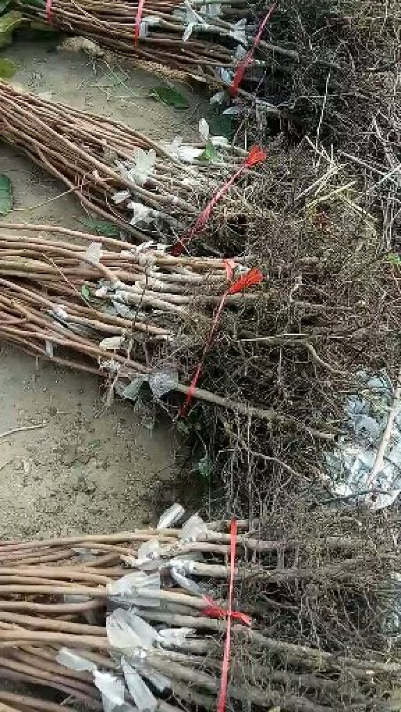 柿子苗，可实地考察订苗，产地直供，支持线上保证交易