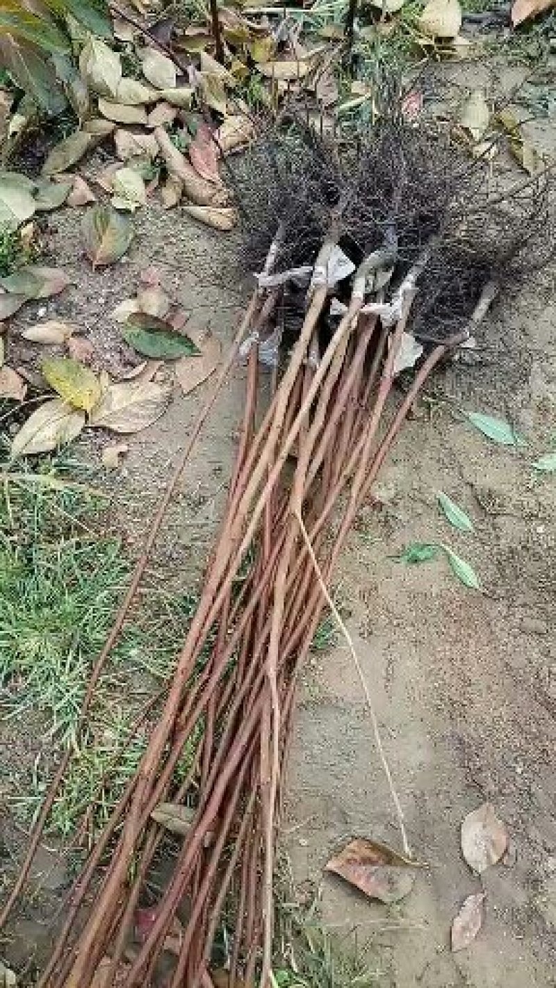 柿子苗，可实地考察订苗，产地直供，支持线上保证交易