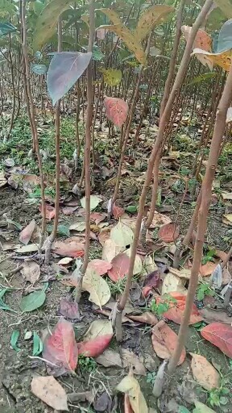 柿子苗，可实地考察订苗，产地直供，支持线上保证交易