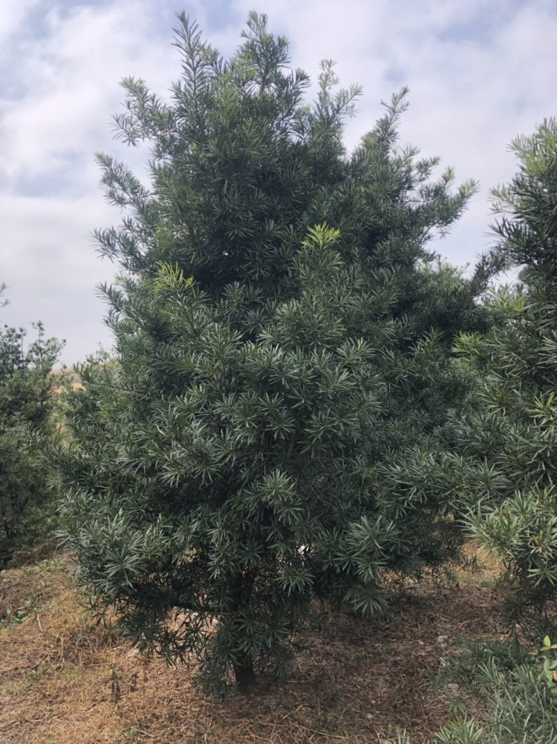 罗汉松小苗中叶罗汉松树苗日本罗汉松树苗