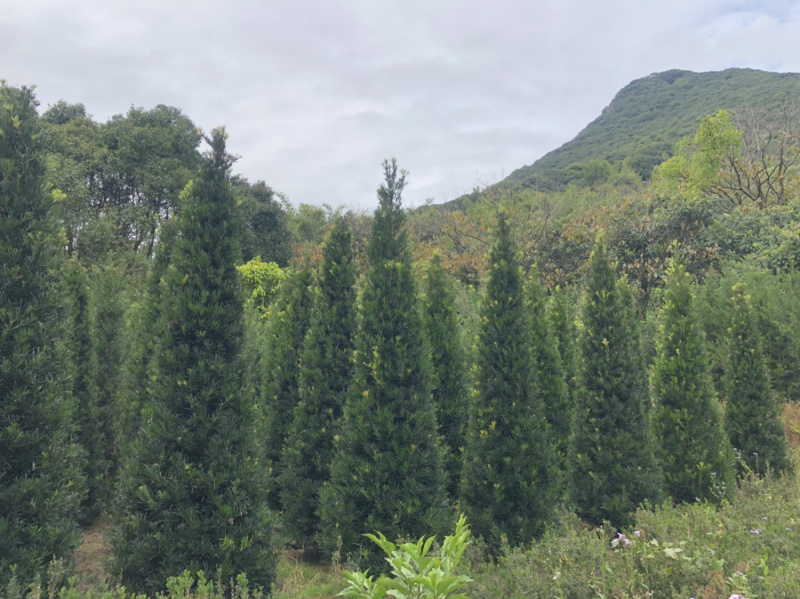 罗汉松小苗中叶罗汉松树苗日本罗汉松树苗