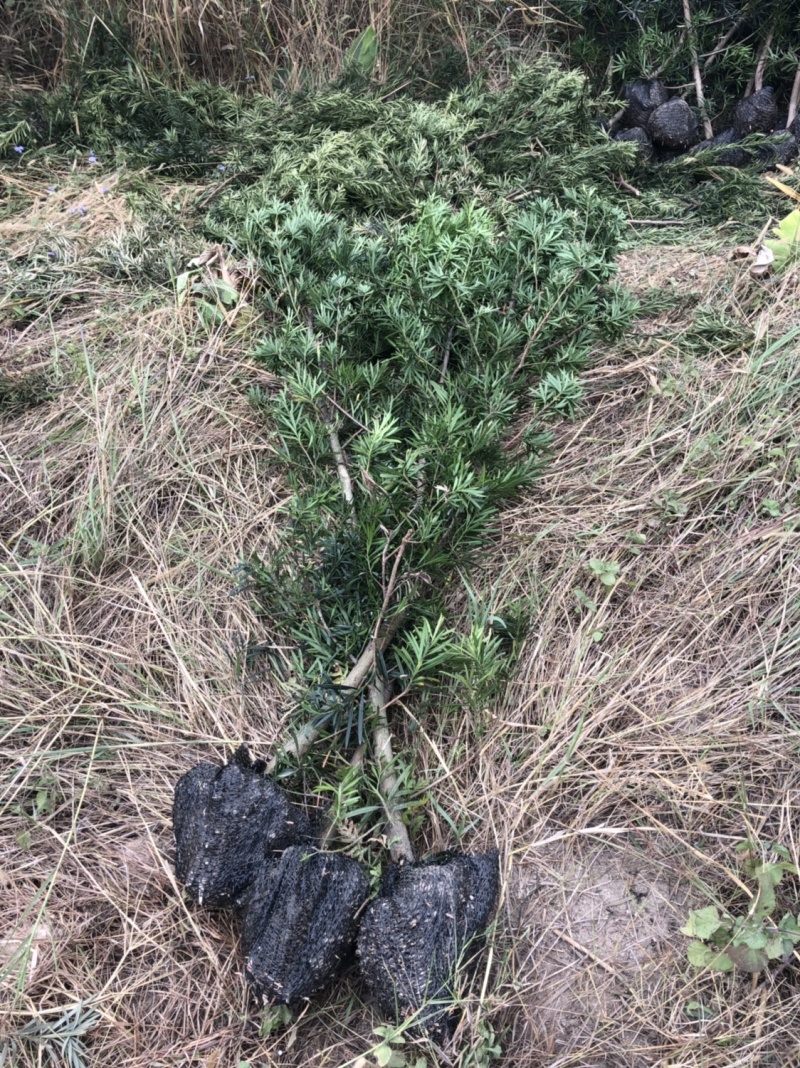罗汉松小苗中叶罗汉松树苗日本罗汉松树苗