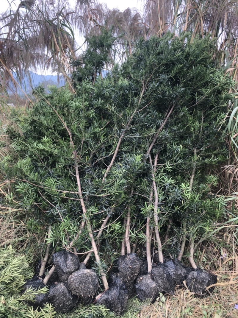 罗汉松小苗中叶罗汉松树苗日本罗汉松树苗