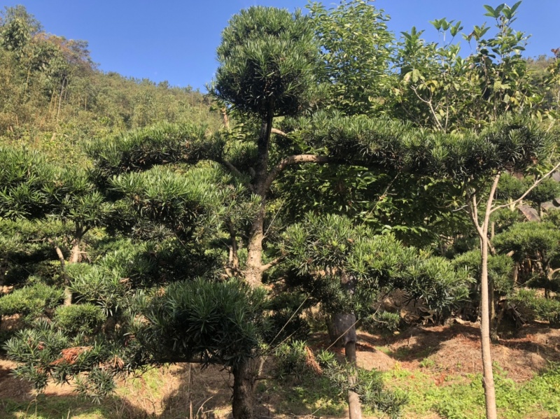罗汉松小苗中叶罗汉松树苗日本罗汉松树苗