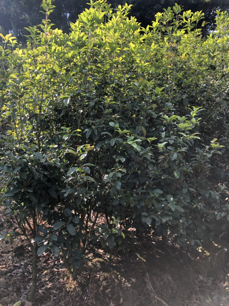 八月桂花小苗八月桂种苗农户直销