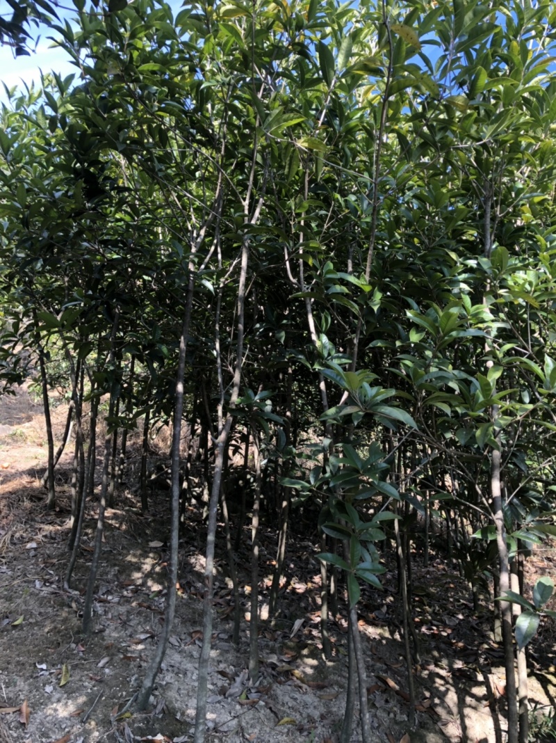 八月桂花小苗八月桂种苗农户直销