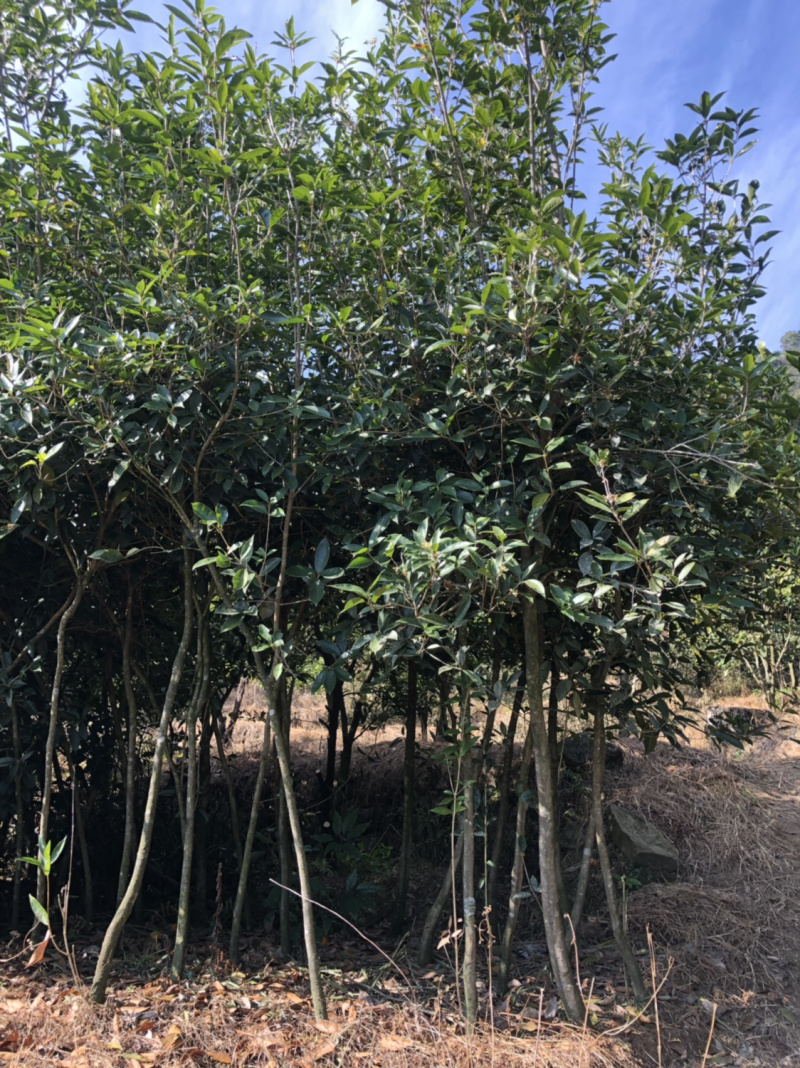 八月桂花小苗八月桂种苗农户直销