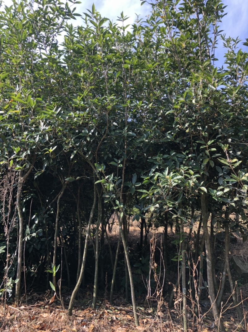 八月桂花小苗八月桂种苗农户直销